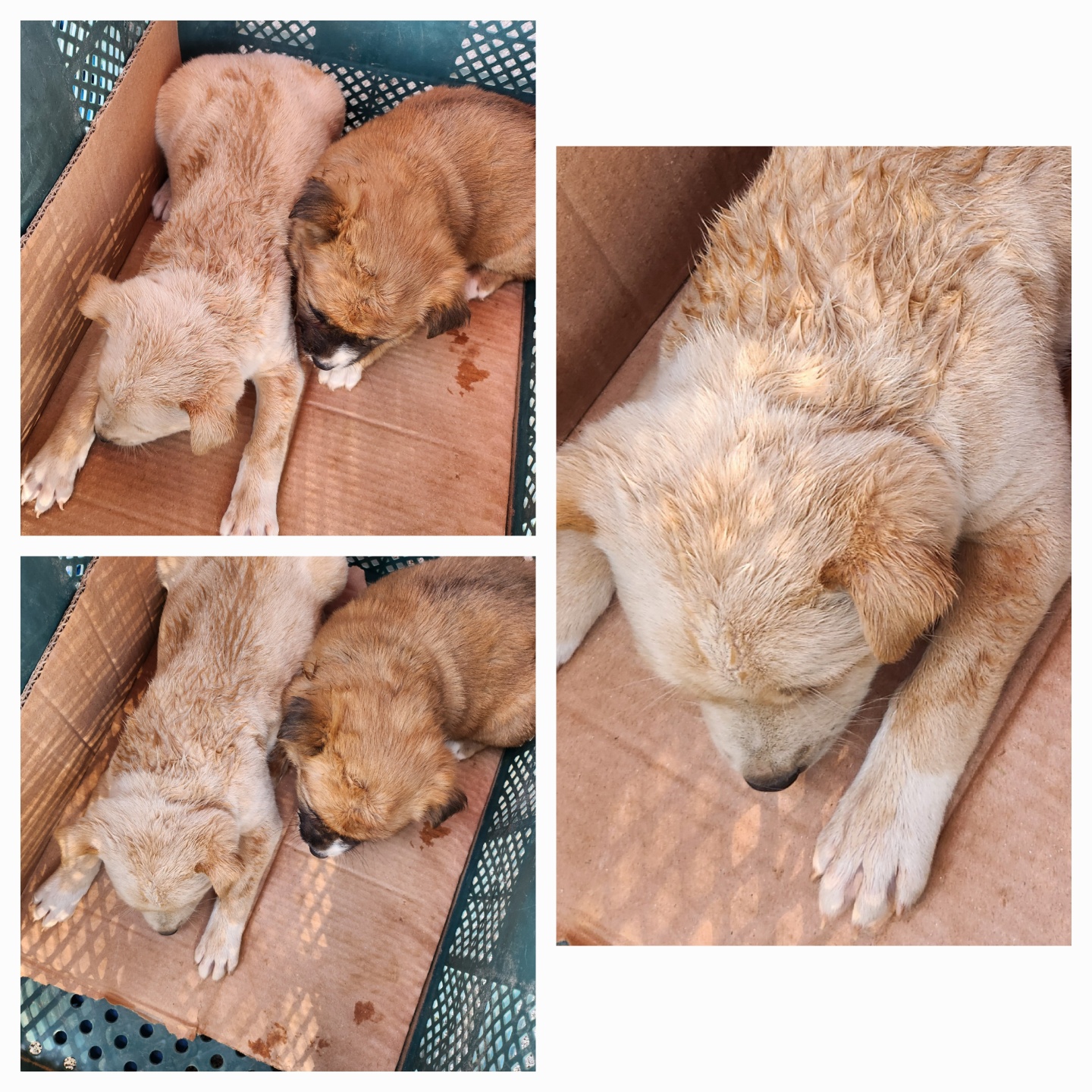 종료(입양) 믹스견…